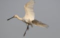 Eurasian spoonbill