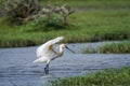 Eurasian spoonbill in Bundala National Park, Sri Lanka