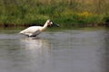 The Eurasian spoonbill or common spoonbill Platalea leucorodia, fish caught in the shallow lagoon