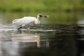 The Eurasian spoonbill or common spoonbill,Platalea leucorodia, fishing for for food in the shallow lagoon.Spoonbil with fish on