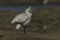 Eurasian Spoonbill Or Common Spoonbill Platalea Leucorodia. Royalty Free Stock Photo