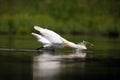 The Eurasian spoonbill or common spoonbill Platalea leucorodia fishing for for food in the shallow lagoon. Spoonbil creates a