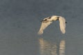 Eurasian Spoonbill or common spoonbill Platalea leucorodia  in flight. Royalty Free Stock Photo