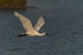 Eurasian Spoonbill or common spoonbill Platalea leucorodia  in flight. Royalty Free Stock Photo