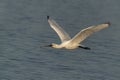 Eurasian Spoonbill or common spoonbill Platalea leucorodia  in flight Royalty Free Stock Photo