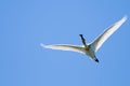 Eurasian Spoonbill in flight Royalty Free Stock Photo