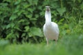 Eurasian spoonbill