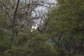 Eurasian Spoonbill. id a beautiful birds with spoon shape of their beak.