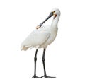 Eurasian spoonbill isolated on white background full length. The Eurasian spoonbill or common spoonbill is a wading bird of the