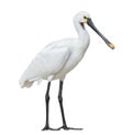 Eurasian spoonbill isolated on white background full length