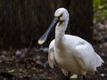 White Eurasian spoonbill in a zoo in October