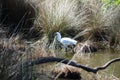 Eurasian spoonbill Royalty Free Stock Photo