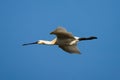 Eurasian Spoonbill, Lepelaar, Platalea leucorodia