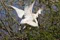 Eurasian spoonbill maiting in tree Royalty Free Stock Photo
