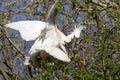 Eurasian spoonbill maiting in tree Royalty Free Stock Photo