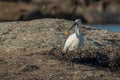 Eurasian spoonbill perched atop a rocky outcrop near a body of water. Royalty Free Stock Photo