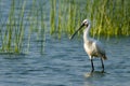 Eurasian Spoonbill (Platalea leucorodia)