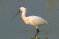 Eurasian Spoonbill (Platalea leucorodia)