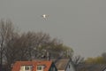 Eurasian Spoonbill adult flying above houses Royalty Free Stock Photo