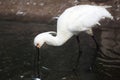 Eurasian spoonbill Platalea leucorodia Royalty Free Stock Photo