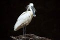 Eurasian spoonbill (Platalea leucorodia). Royalty Free Stock Photo