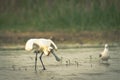 Eurasian spoonbill Platalea leucorodia, or common spoonbill, is a wading bird of the ibis and spoonbill family