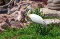 Eurasian spoonbill Platalea leucorodia bird Royalty Free Stock Photo