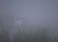 Eurasian spoonbill  Platalea leucorodia Royalty Free Stock Photo