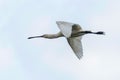 Eurasian Spoonbill Platalea leucorodia in Flight Royalty Free Stock Photo