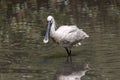 Eurasian spoonbill - Platalea leucorodia