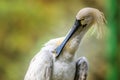 Eurasian Spoonbill Platalea leucorodia pruning Royalty Free Stock Photo