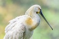 Eurasian Spoonbill Platalea leucorodia pruning Royalty Free Stock Photo