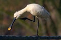 Eurasian Spoonbill, Platalea leucorodia, in the water, detail portrait of bird with long flat bill, Camargue, France. White water