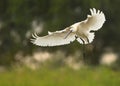 Eurasian Spoonbill,Platalea Leucorodia, White Bird Flying With Outstretched Wings.