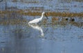 Eurasian spoonbill or spoon bill bird in Bharatpur bird sanctuary