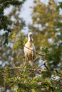Eurasian spoonbill in tree Royalty Free Stock Photo