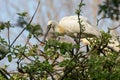 Eurasian spoonbill in tree Royalty Free Stock Photo