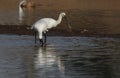 Eurasian spoonbill