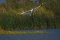 Eurasian spoonbills flying Royalty Free Stock Photo