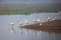 Eurasian spoonbills standing in a lake in Keoladeo Ghana National Park, Bharatpur, India