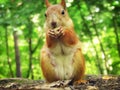 Eurasian squirrel eating pistachio closeup. Squirrel mom outdoors in the spring, nipples visible