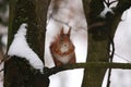 eurasian squirrel with red fur sitting in a tree in winter Royalty Free Stock Photo