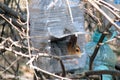 Eurasian squirrel sitting in a plastic bird feeder. Hungry spring time after a long winter. Gray with red coat at squirrels in the