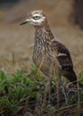 Eurasian Stone-curlew Royalty Free Stock Photo