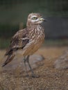 Eurasian Stone-curlew Royalty Free Stock Photo