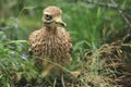 Eurasian stone-curlew