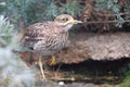 Eurasian stone-curlew