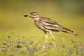 Eurasian stone curlew on a beautiful background