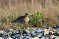 Eurasian Stone curlew (Burhinus oedicnemus)