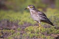 Eurasian stone curlew Burhinus oedicnemus on a beautiful background Royalty Free Stock Photo